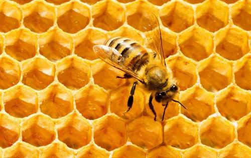 Apis mellifera